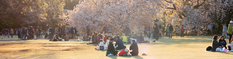 お花見や行楽イベントにの画像